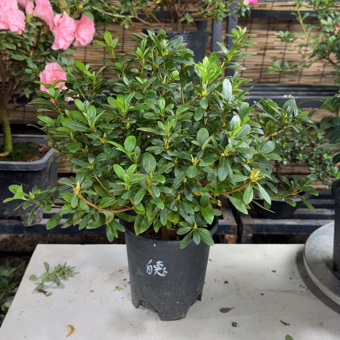 醉***@完全开放白惠杜鹃花杜鹃