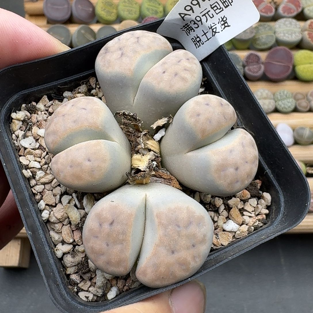 994开播福利款哈哈哈哈哈哈干