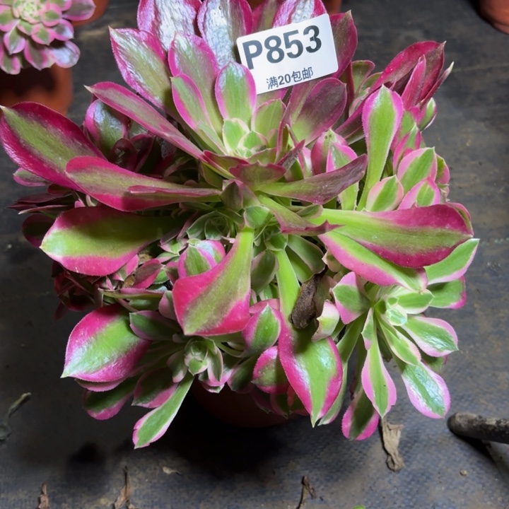 瑞妈，，，，。。。853夜罗刹，