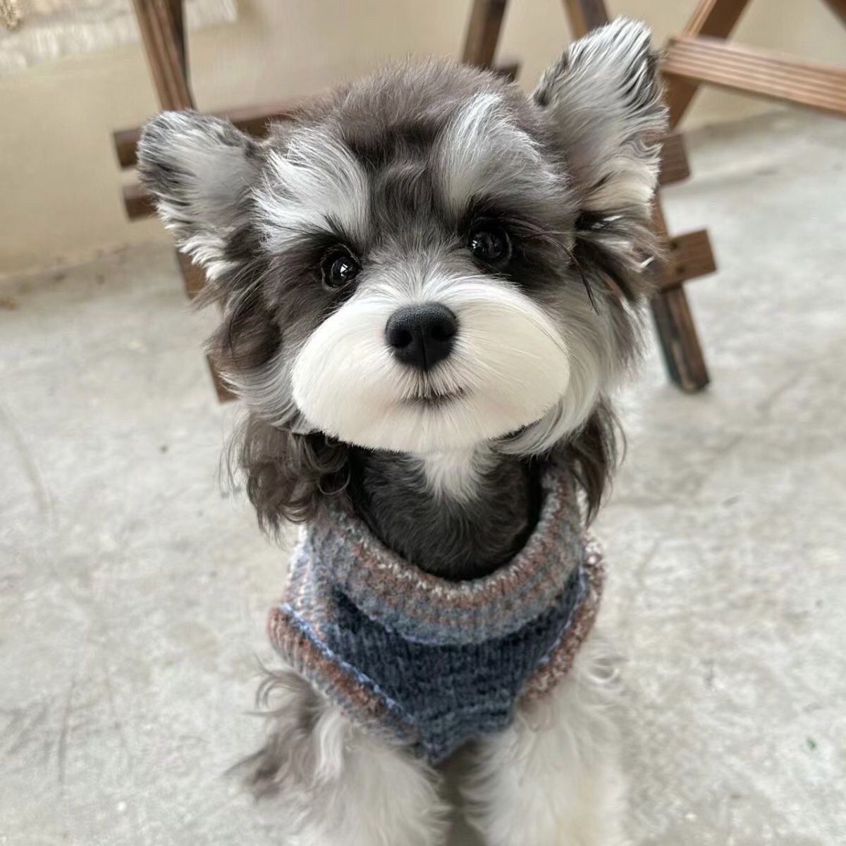 黑银雪纳瑞老头狗小狗椒盐色幼犬狗狗真狗小型犬便宜幼崽学生宠物