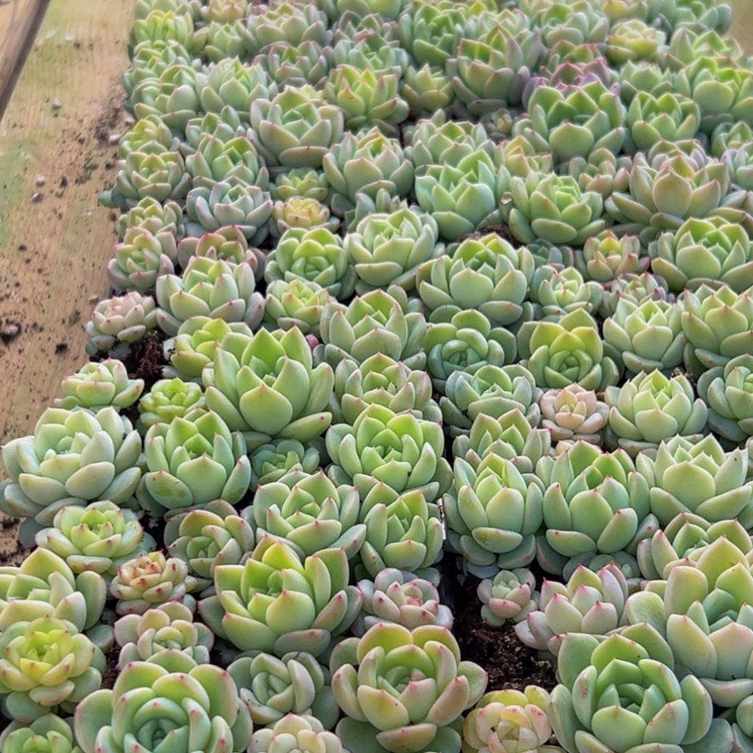 136多肉植物量拍一盒保底24颗