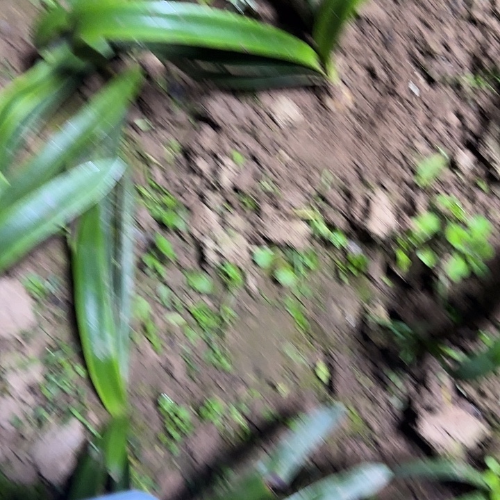 双蜻蜓2.8厘米朱顶红