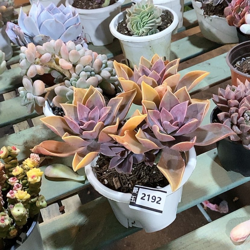 【闪购商品】太妃糖2192