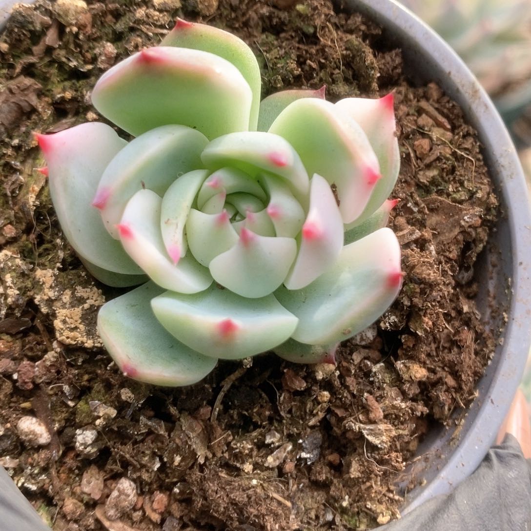 154锦锦锦锦锦锦锦