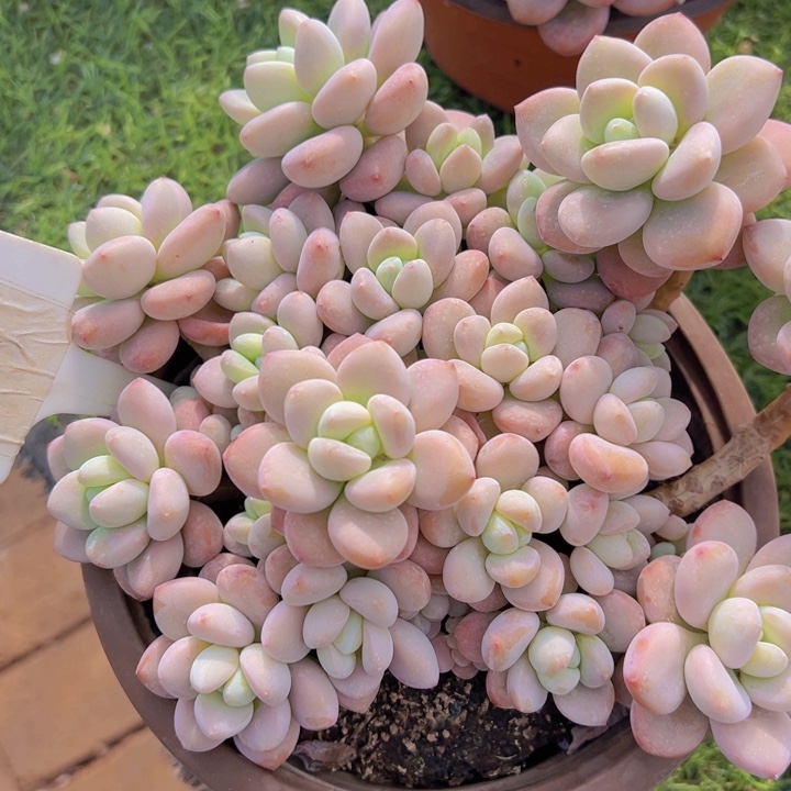 健健康康平平安安