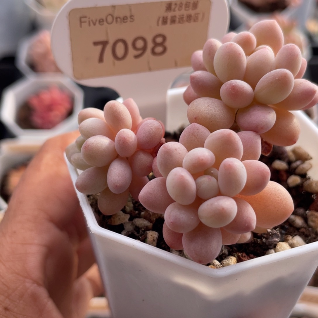 姗***吖洛可可7098-5.5厘米