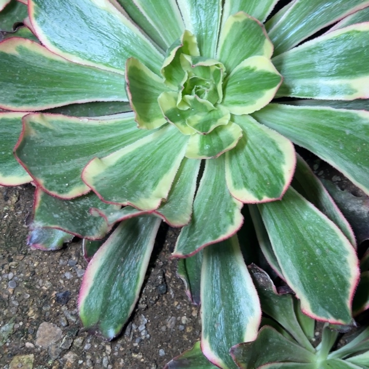 多肉植物大魅影不售后