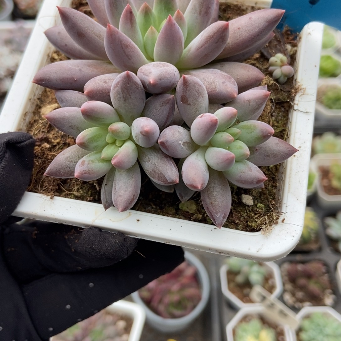 587车厘子多肉植物保护