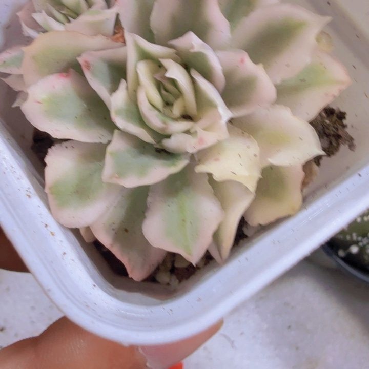 紫蝴蝶锦一颗福利