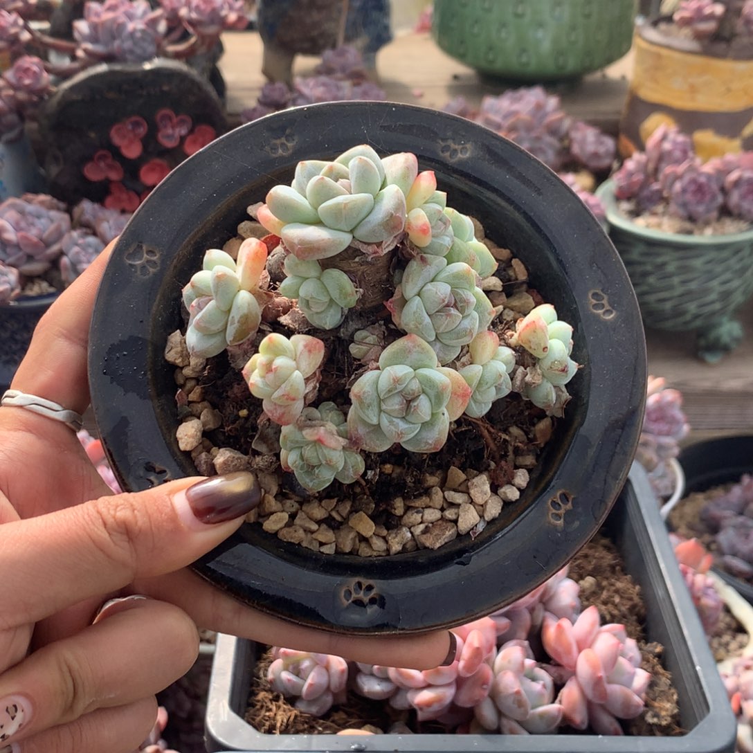 多头小脸冰玉花花