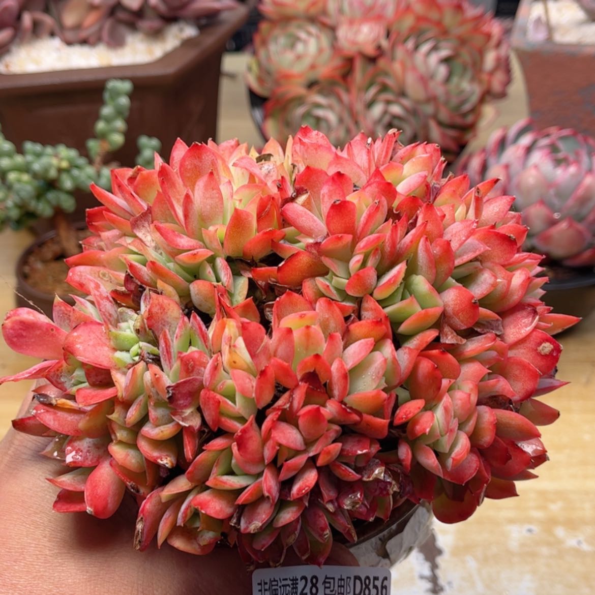 【闪购商品】856绮罗仙子