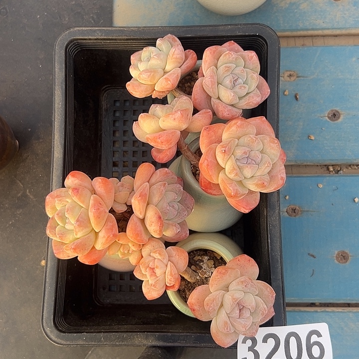 3206，四个双头冰玉带盆发的