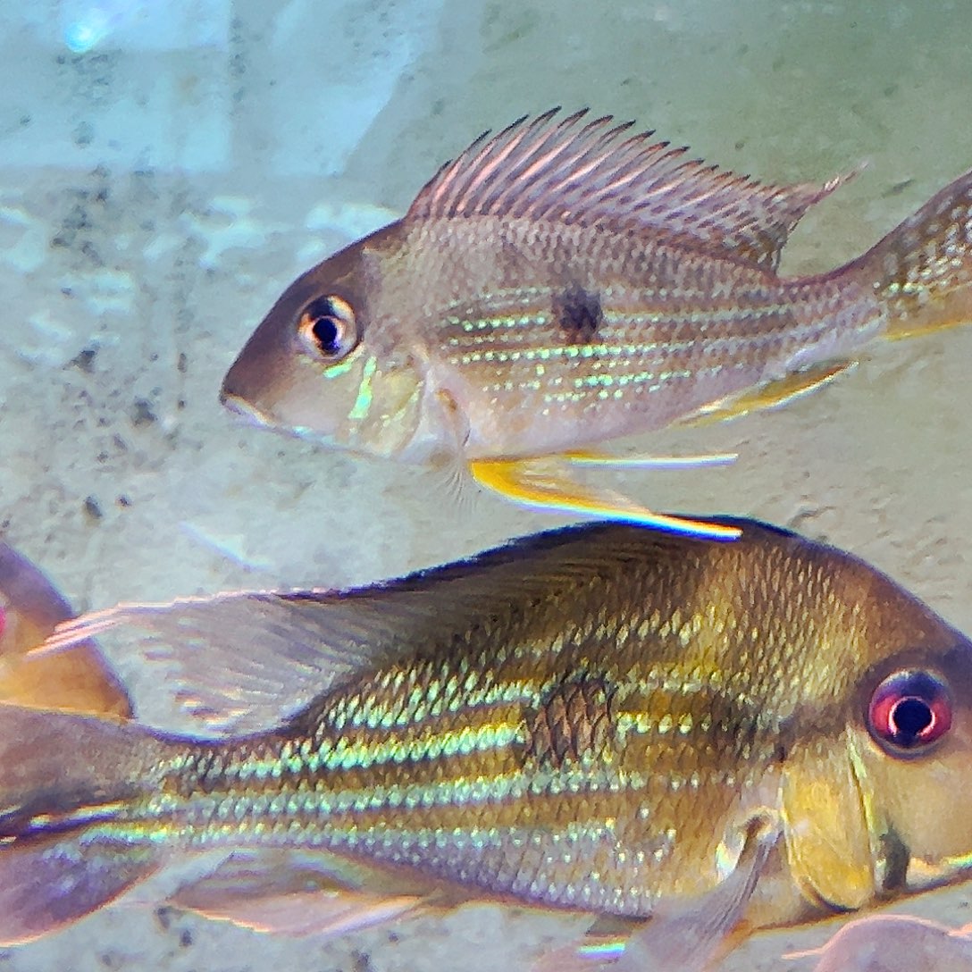 工具鱼奥体峰斯黄纹关刀