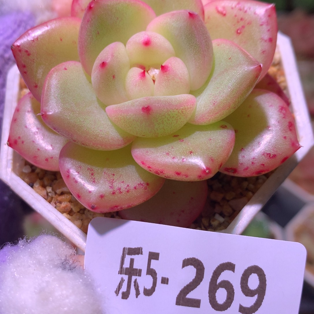 乐然 5-269 福利珍妮 