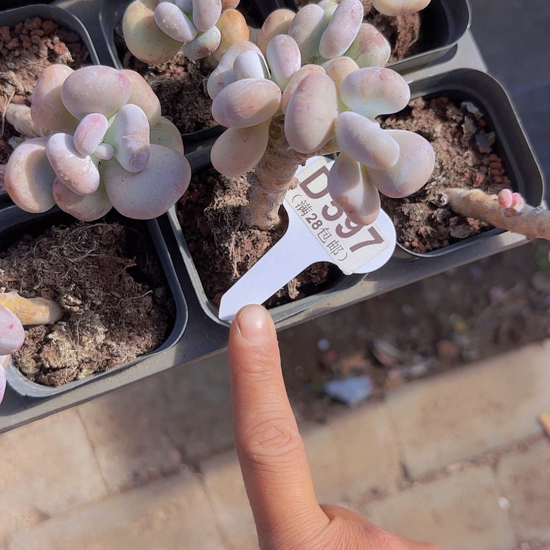 D597油煎丸子一物一拍