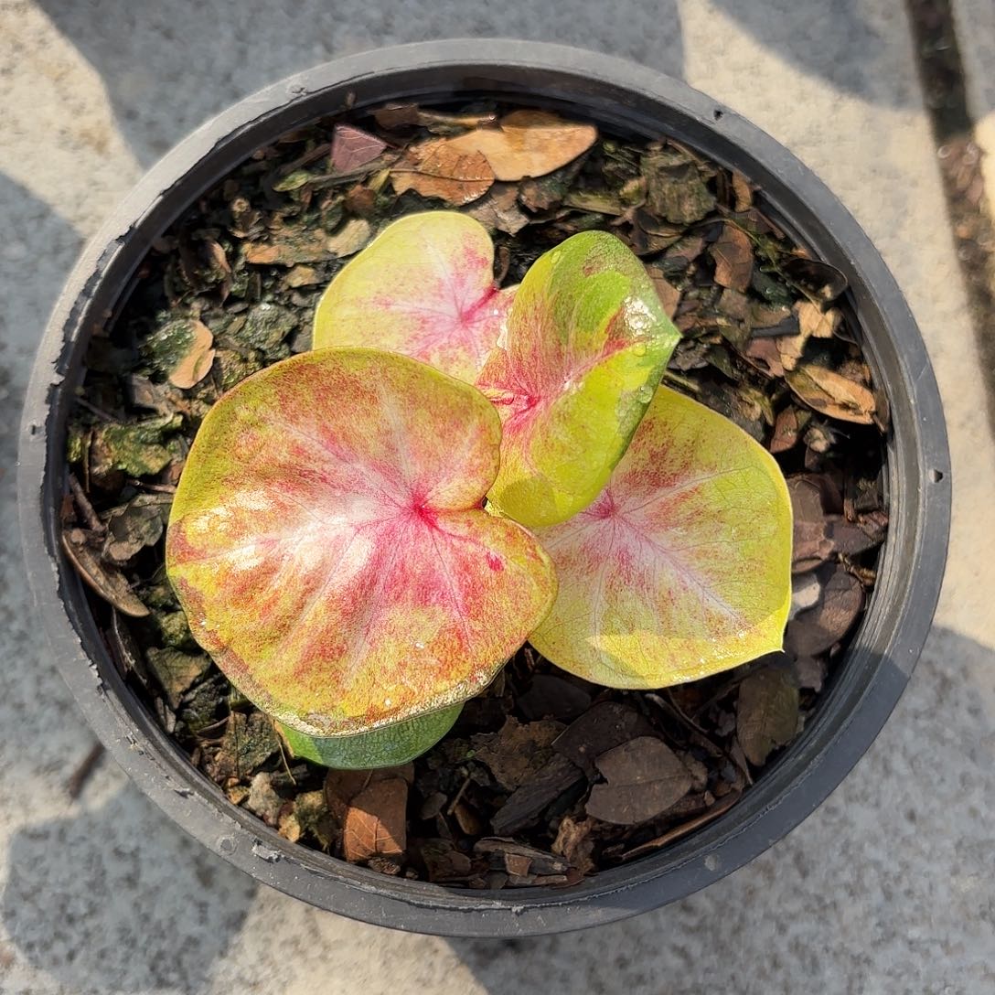 泰国彩叶芋234-0129