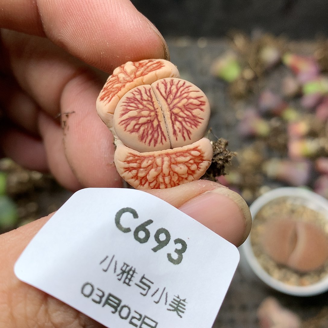 C693多肉植物保护