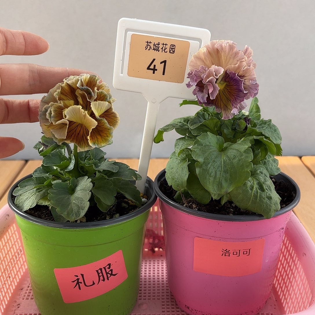 大部分开放少量花苞41