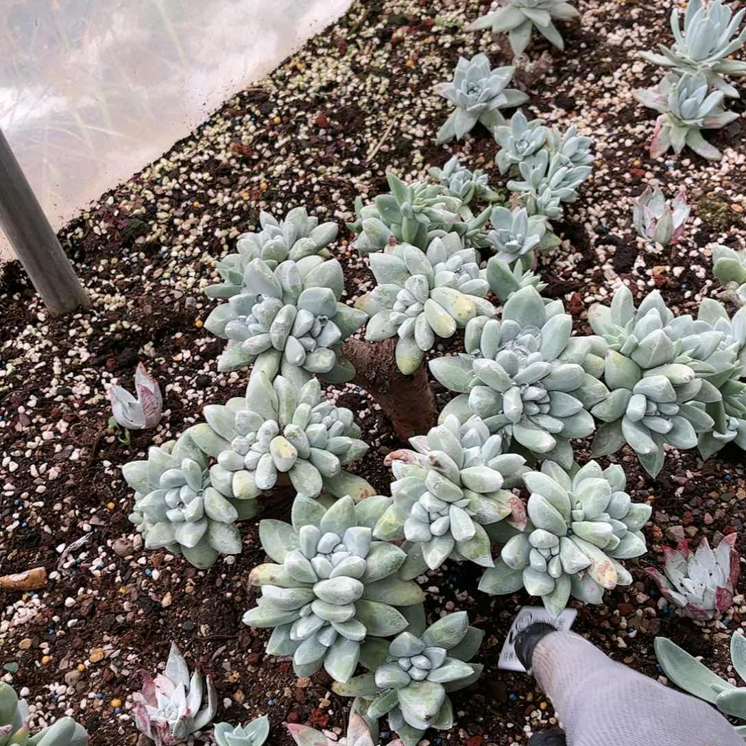 习*9369超级白姆多肉