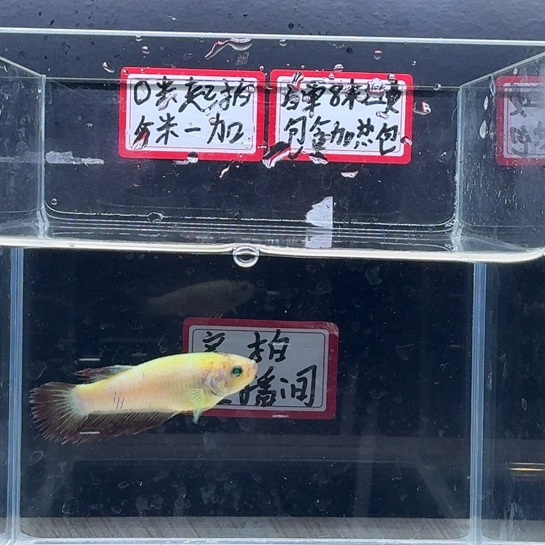 斗鱼泰国斗鱼母鱼可混养