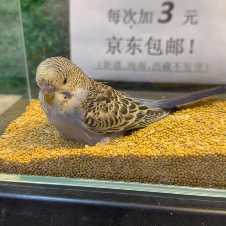 虎皮鹦鹉大头虎皮鹦鹉