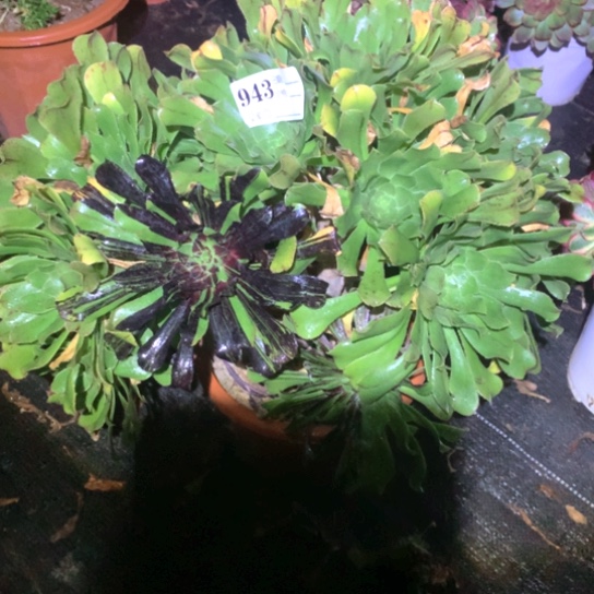 多肉植物水墨丹青943