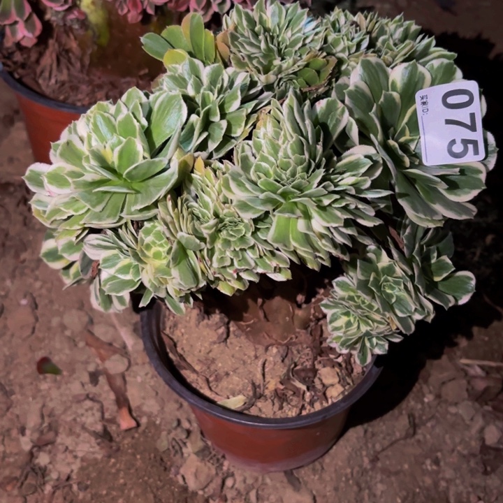 075迈巴赫多肉植物不售后