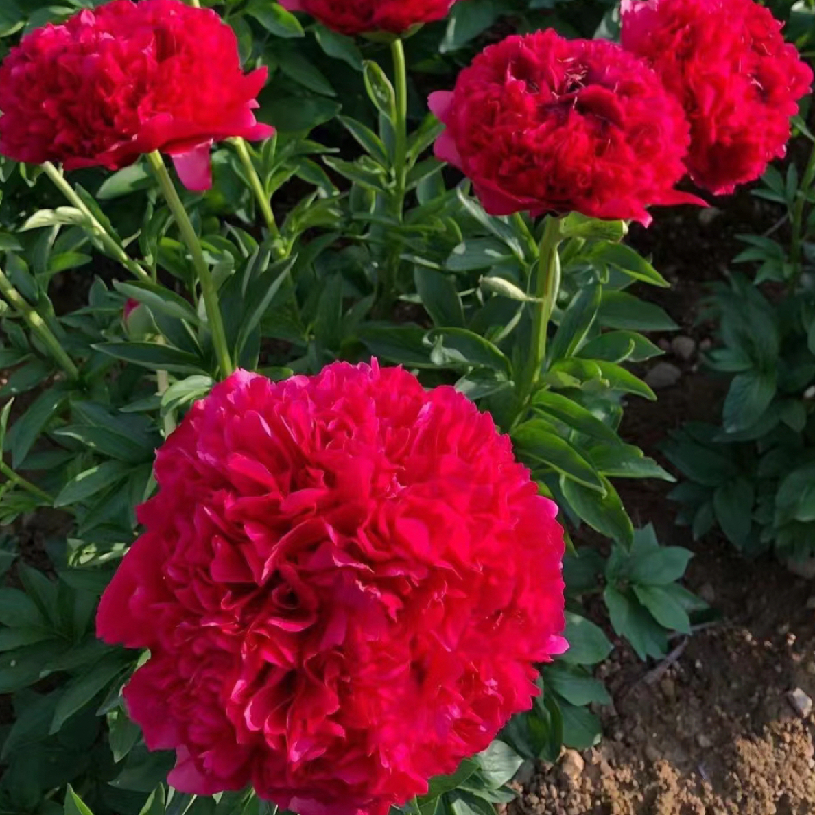 芍药品种（御前表演2-3芽）带芽发货重瓣大花多年生耐寒耐热可庭院