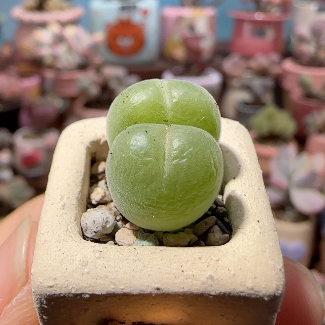 可爱小毛翠滴盆口1.5cm