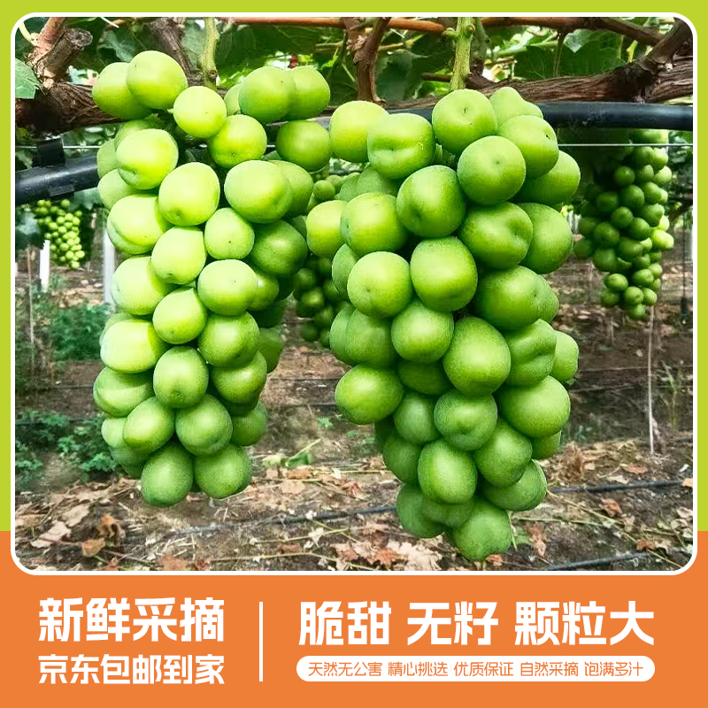 阳光玫瑰葡萄特大果王当季新鲜鲍汁鲜甜美味薄皮爽口整箱发货D1