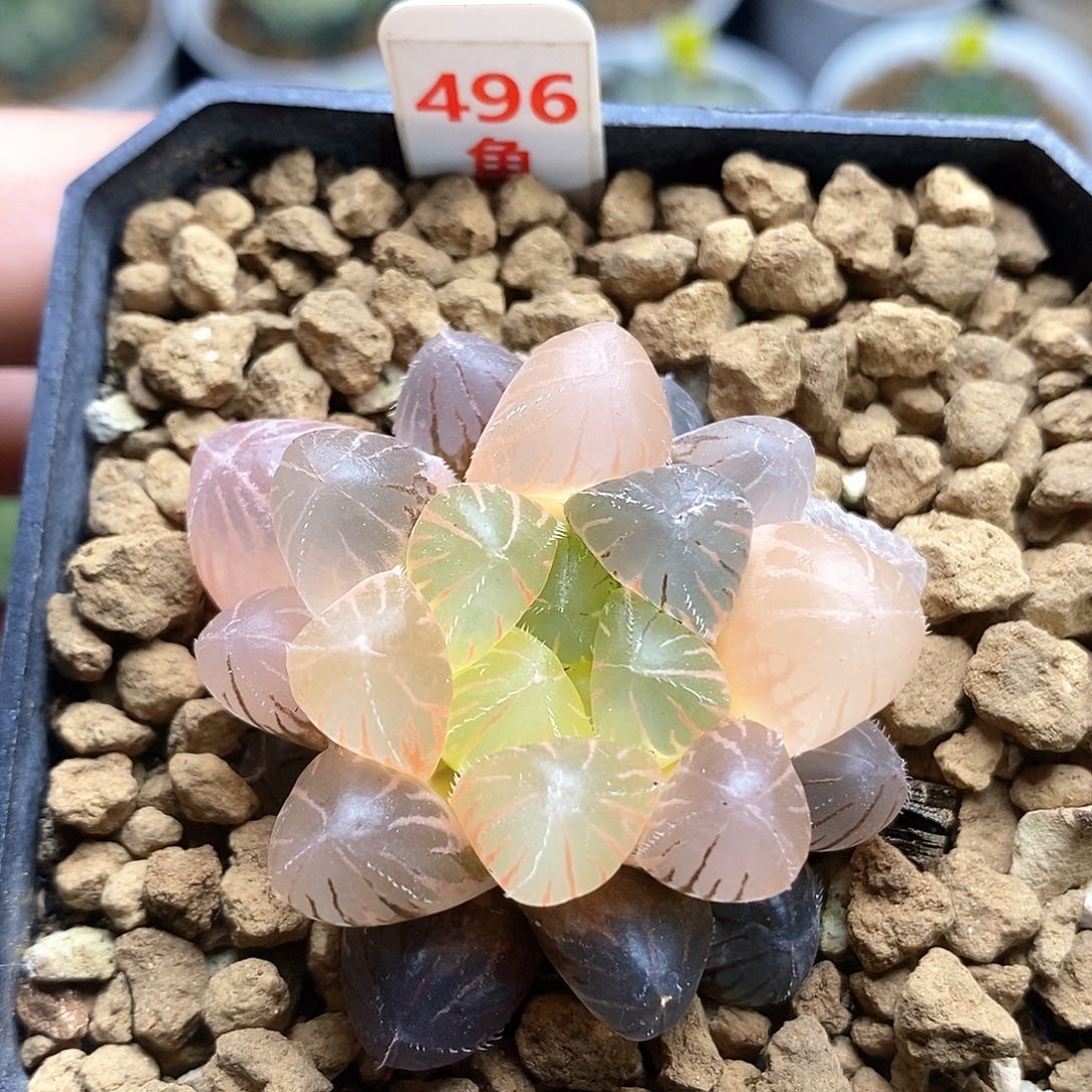 红陶496号蓝镜玉露锦一物一拍