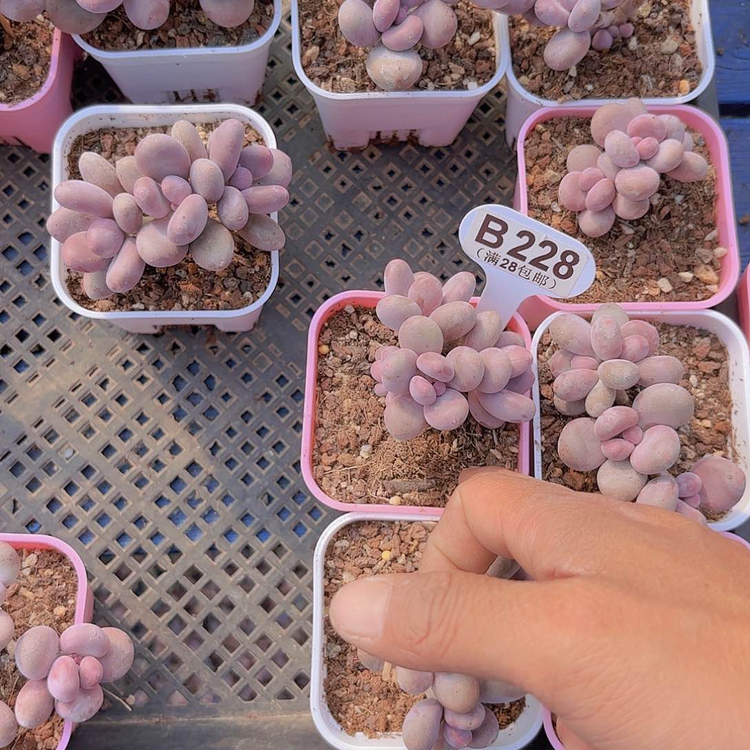 糯**子B228彩虹奶一物一拍