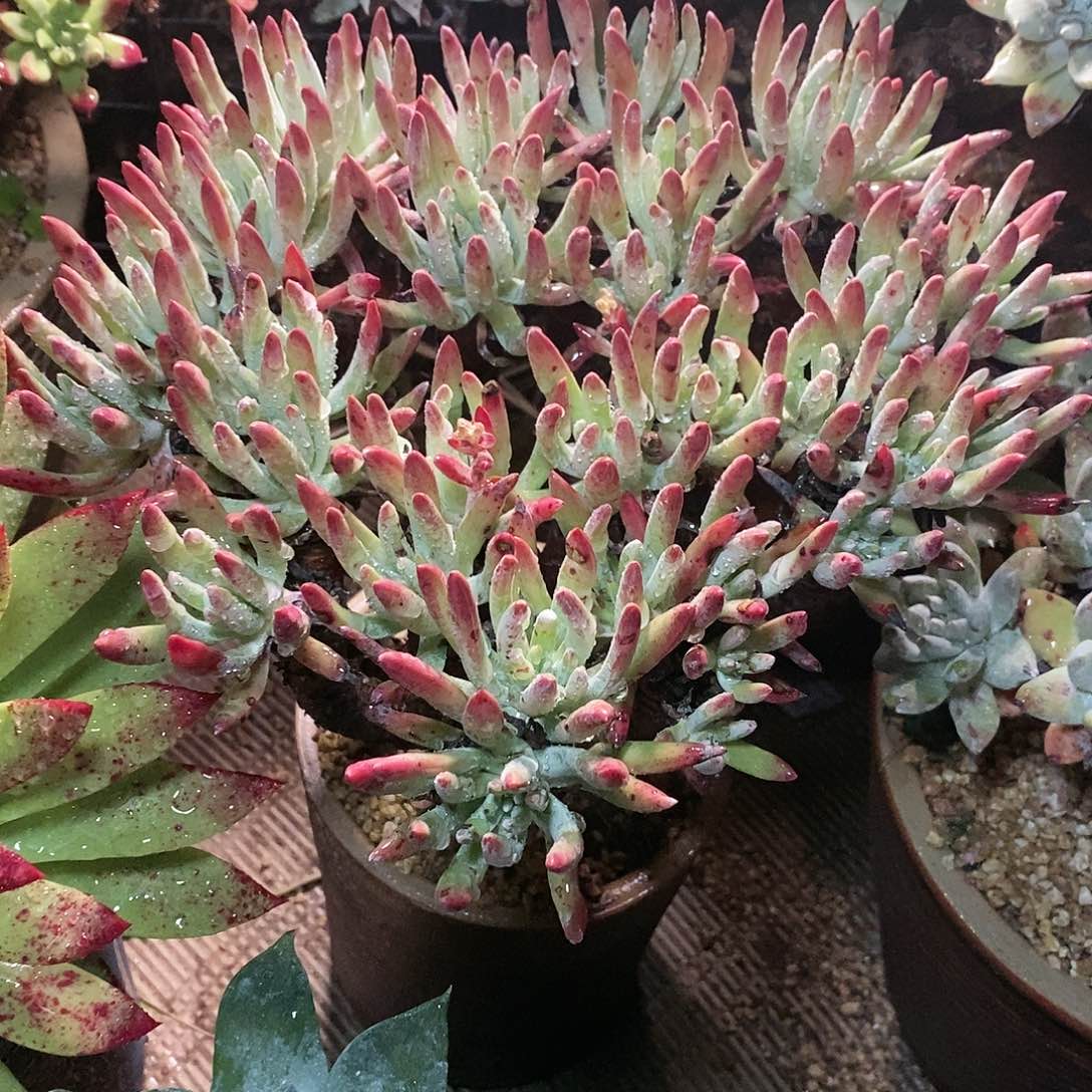 【闪购商品】哈哈哈哈白鹭多肉1460