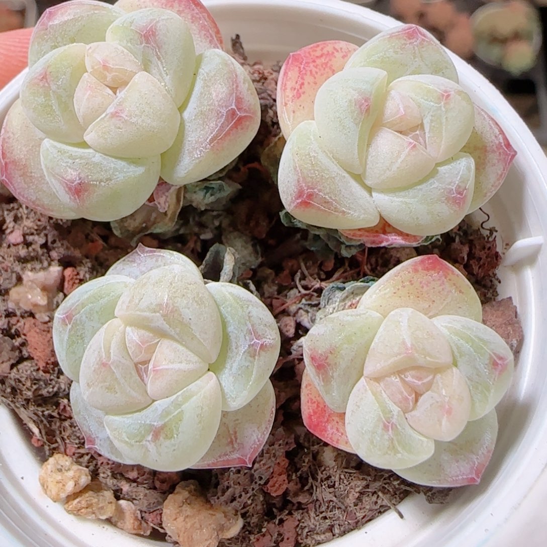 ₍***星花语多肉1209-404冰玉