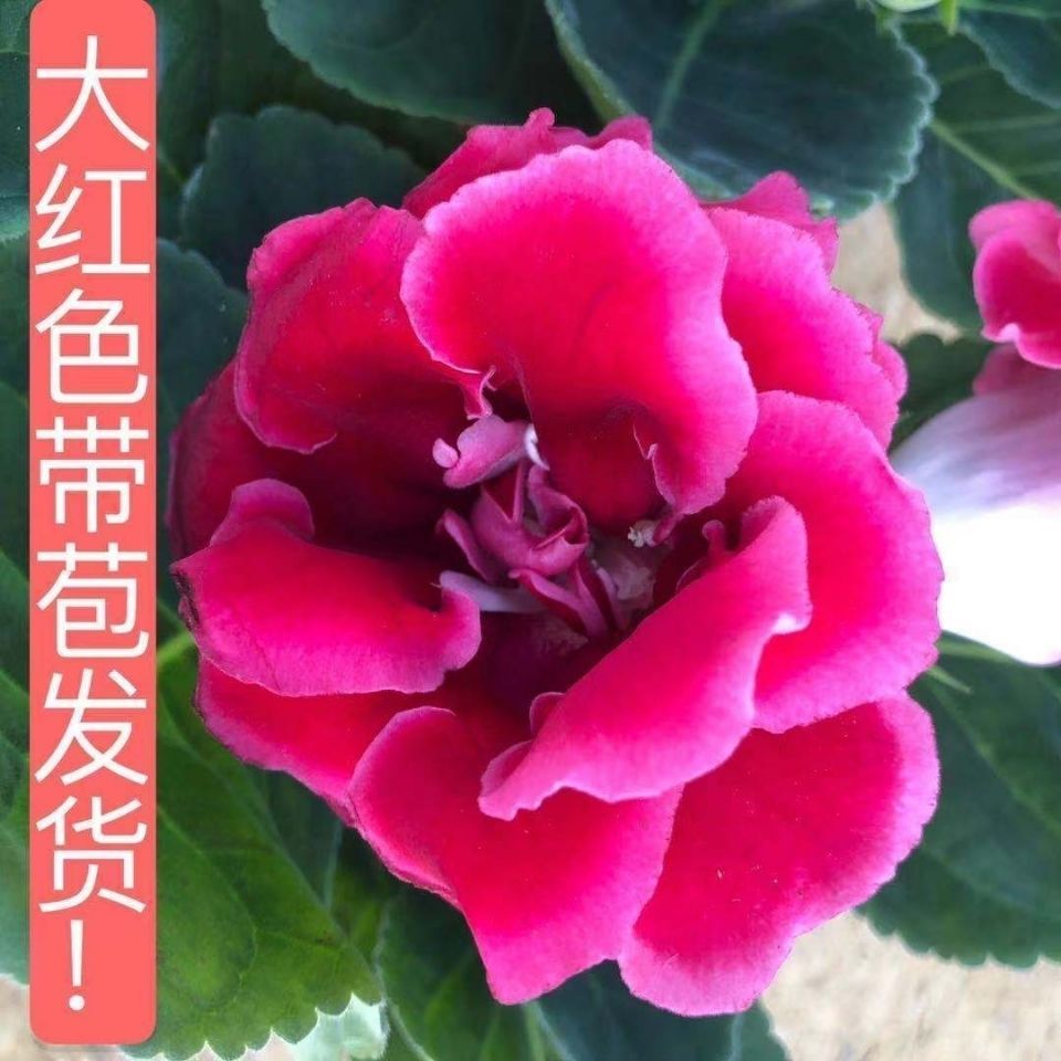 带花苞发货红色重瓣大花大岩桐室内阳台客厅芙蓉花盆栽