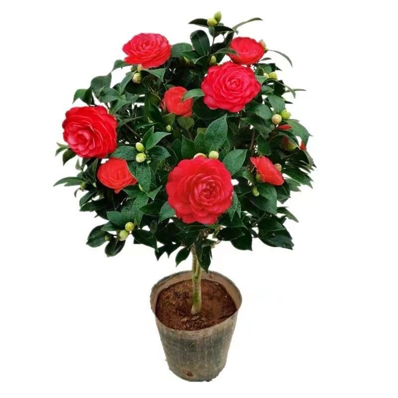 四季茶花树盆栽冬季室内开花植物盆栽耐热耐寒室内外绿植开花不断