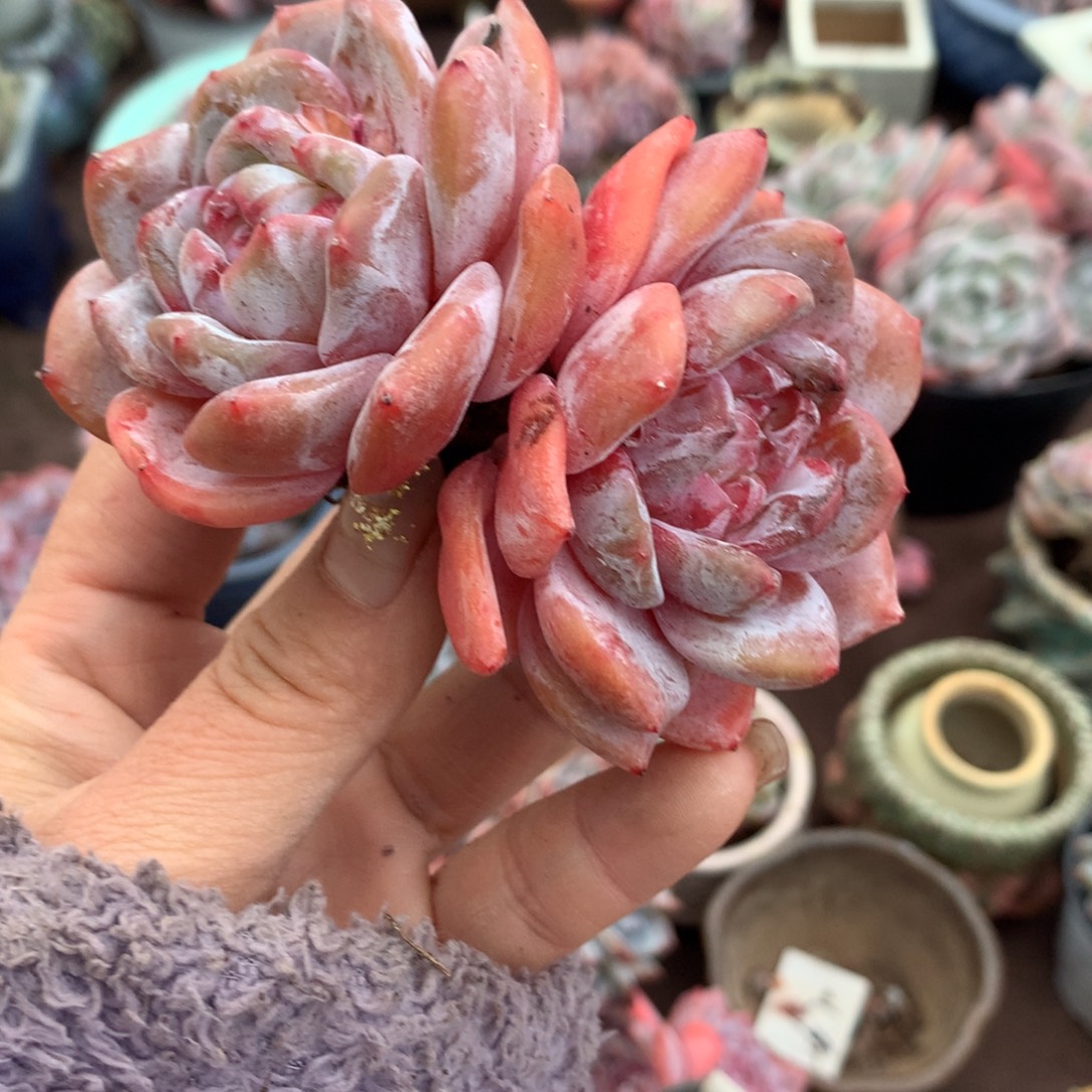 哈哈哈哈哈哈哈哈哈冰玉石榴籽