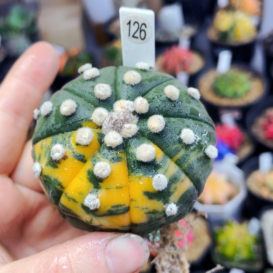 非偏远地区满25包邮仙人球