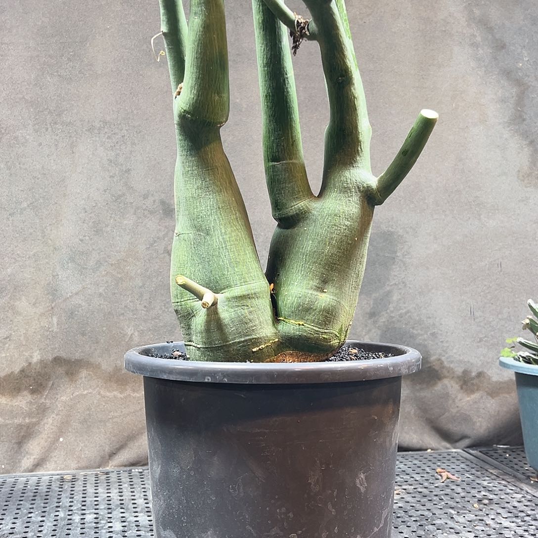 毒腺蔓111111111111