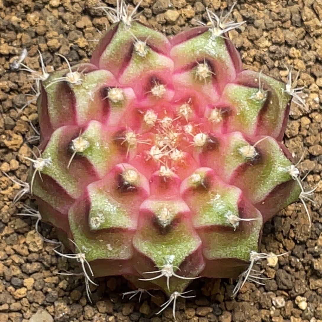 当前无花朵，栽培后可花朵橘粉梦想轮回