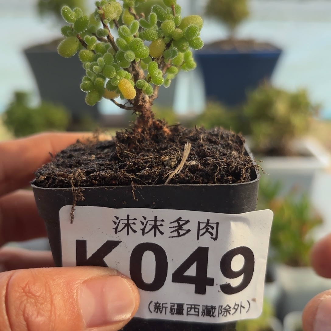 049金桔枝干福利哦