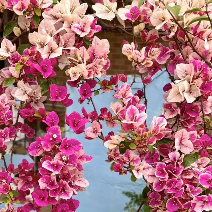 【祝星】三角梅-漳红樱花 盆栽 耐热花卉开花阳台桌面庭院植物