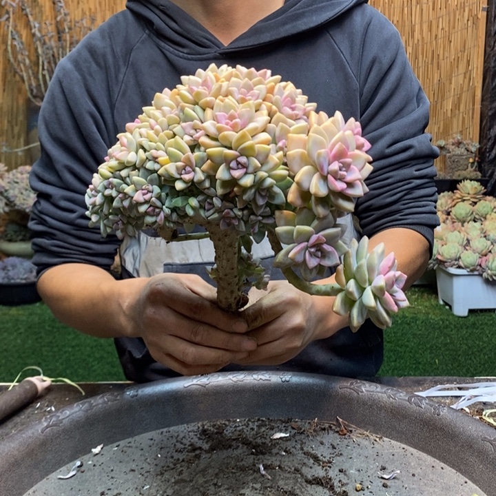 你***了220 号淡雪多肉植物
