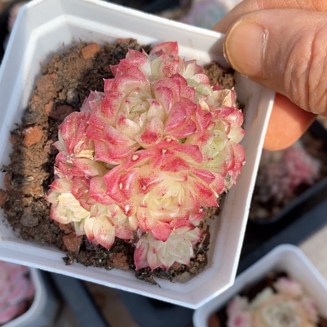 精品多肉一物一拍不包整551