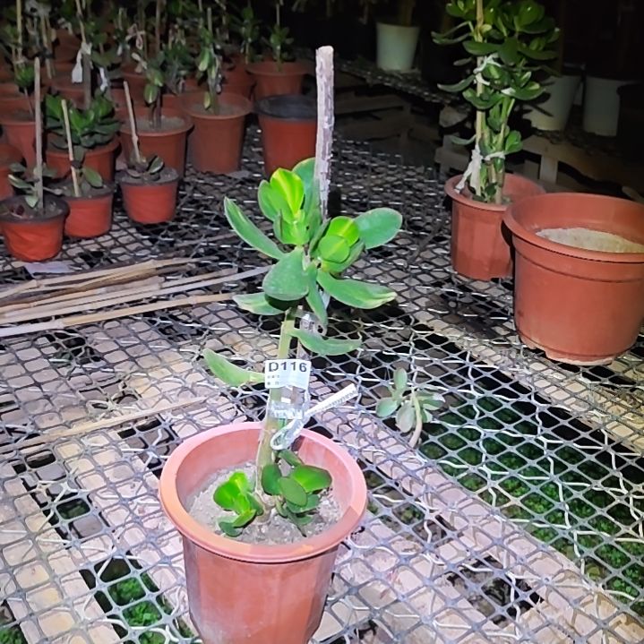 东***东新花月锦中斑锦116