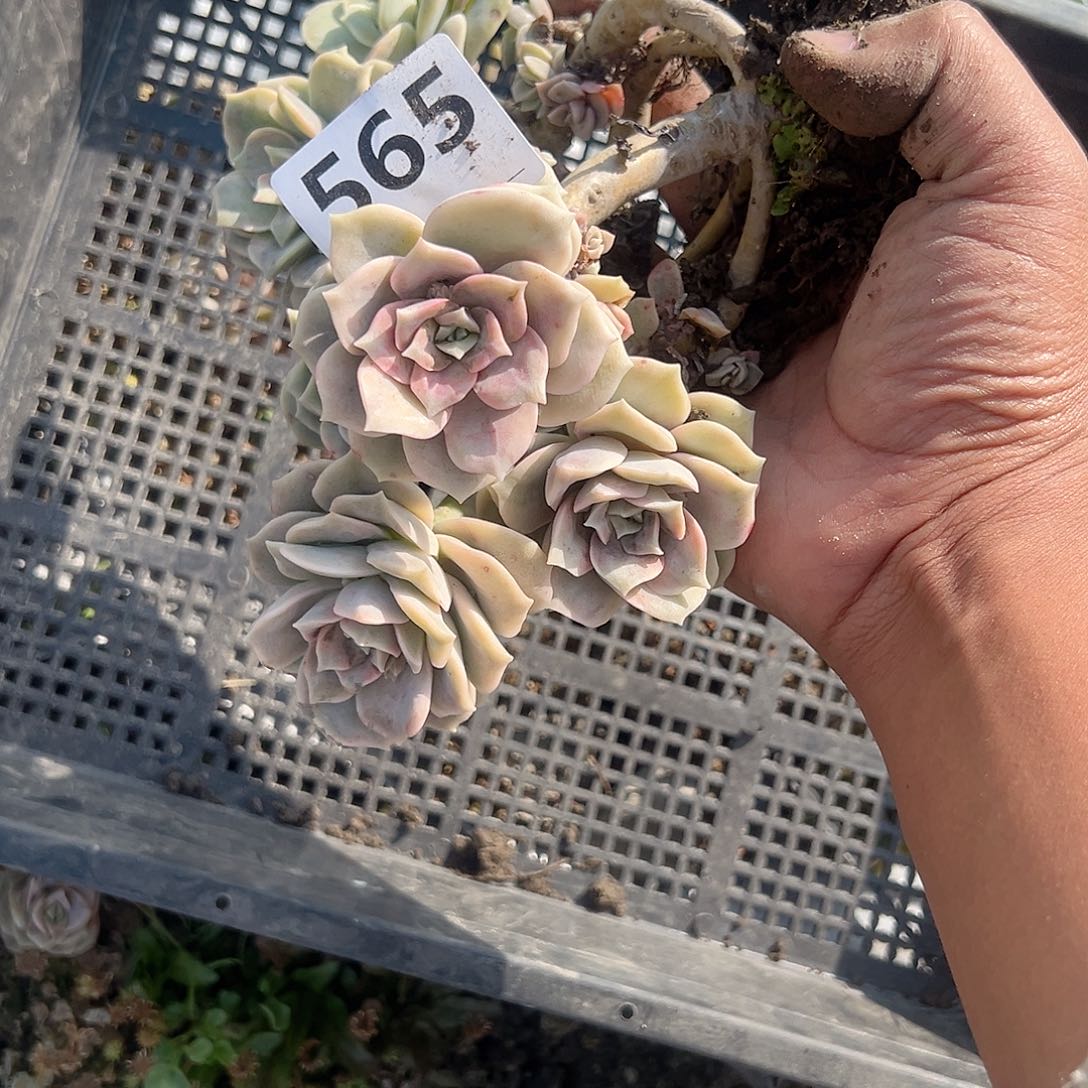 叮*665可爱玫瑰可爱