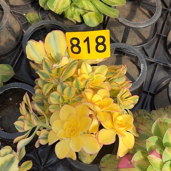 多肉植物太阳神818