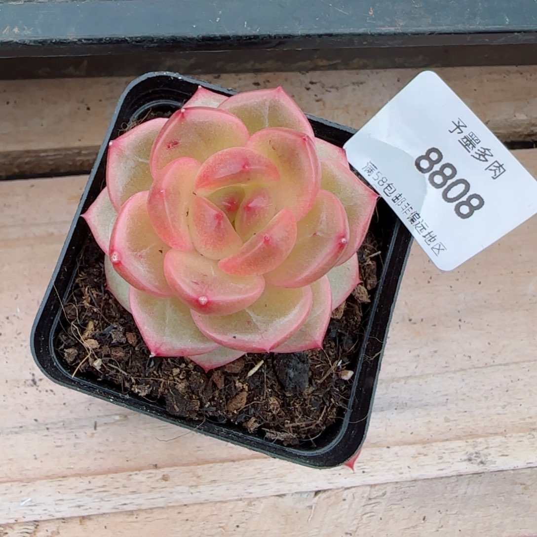 奔****圆新品，8808多肉植物