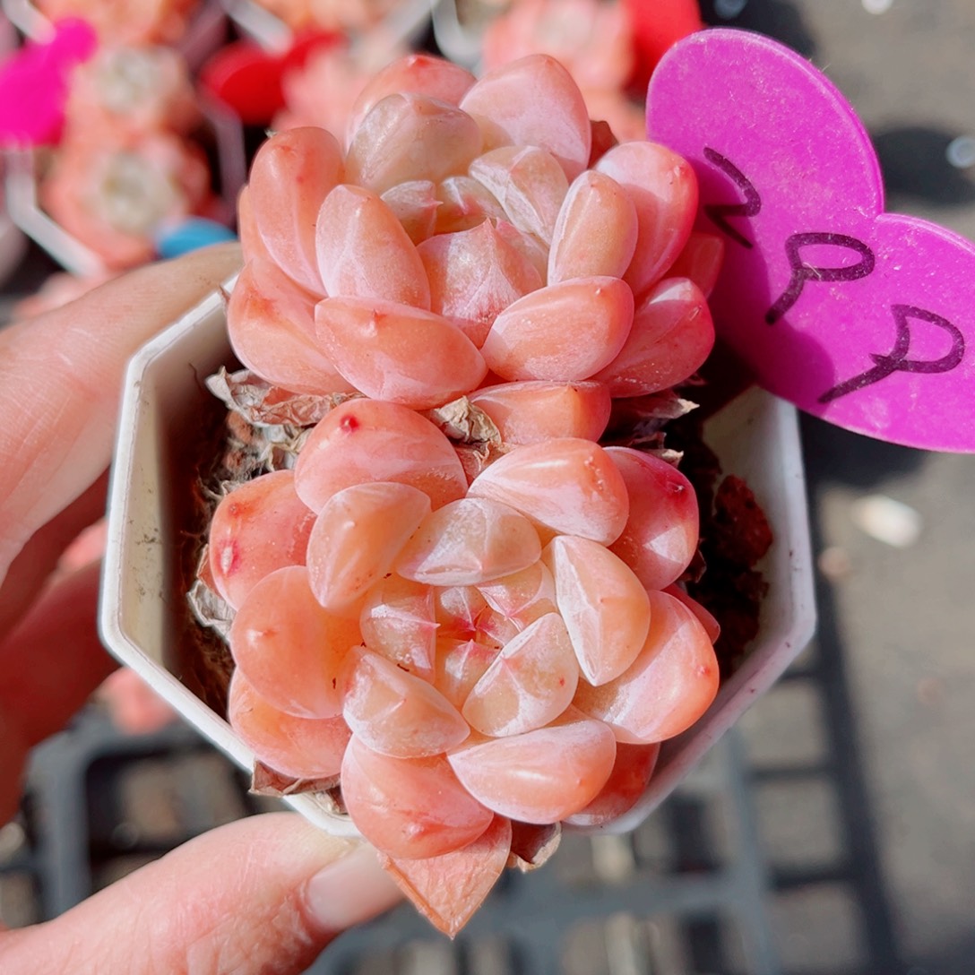 299号小老桩糖心双头