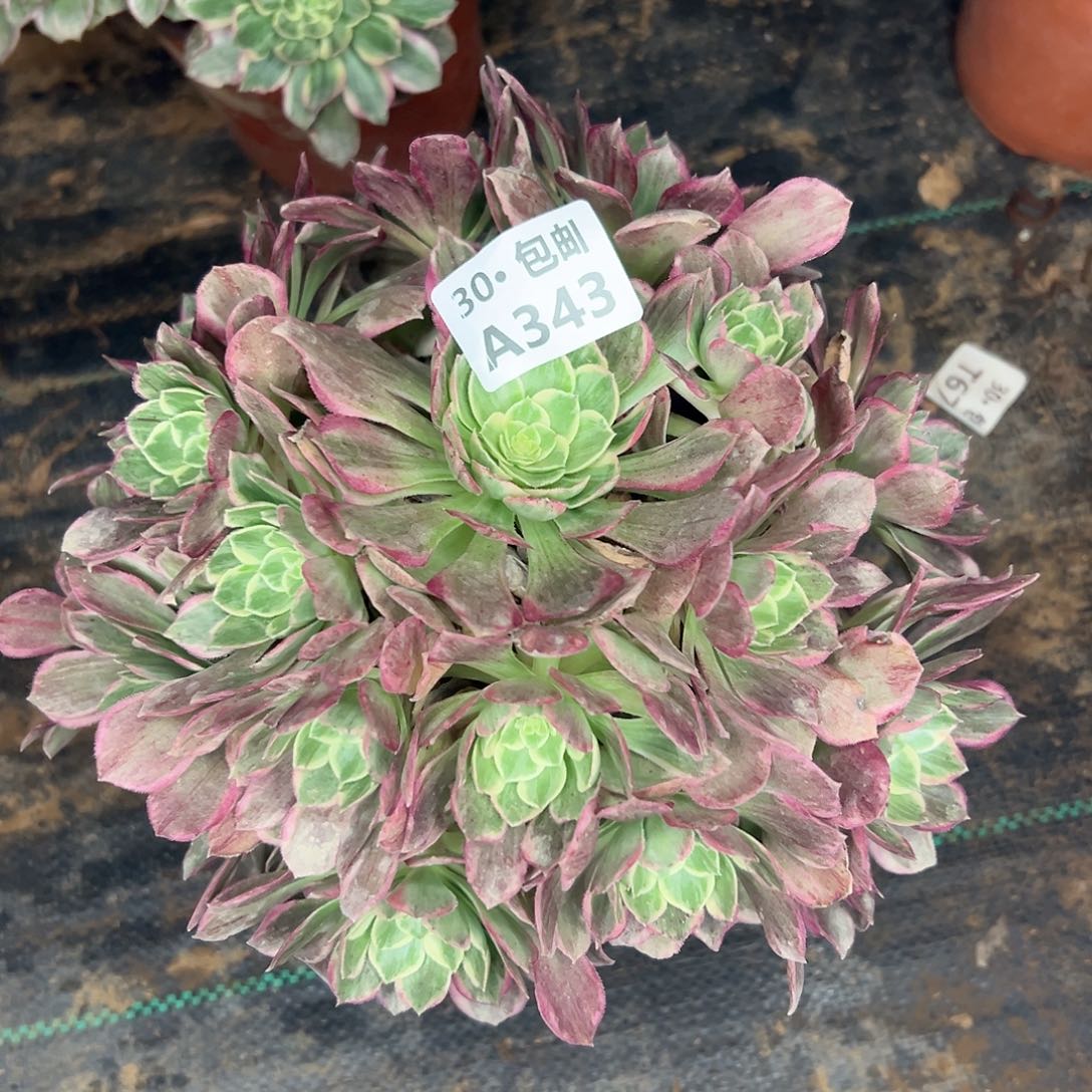 343 烟花筒多肉法师不包断枝